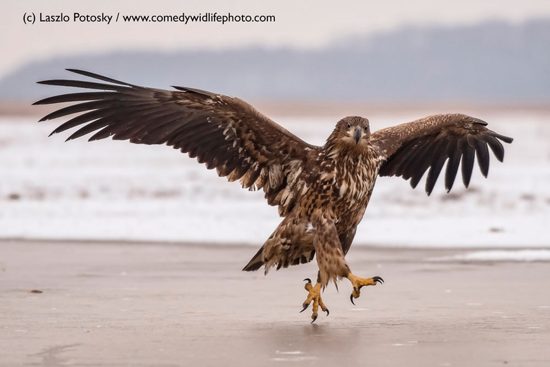 Illustration for article titled Alégrate el día con las fotos finalistas de los Comedy Wildlife Photography Awards